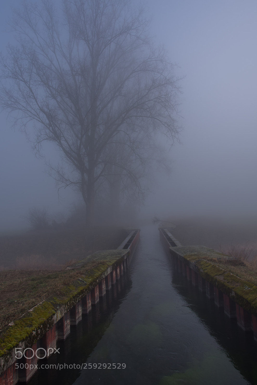 Nikon D750 sample photo. Foggy photography