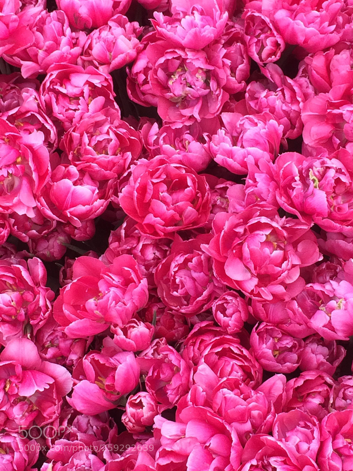 Apple iPhone 5s sample photo. Untitled photography