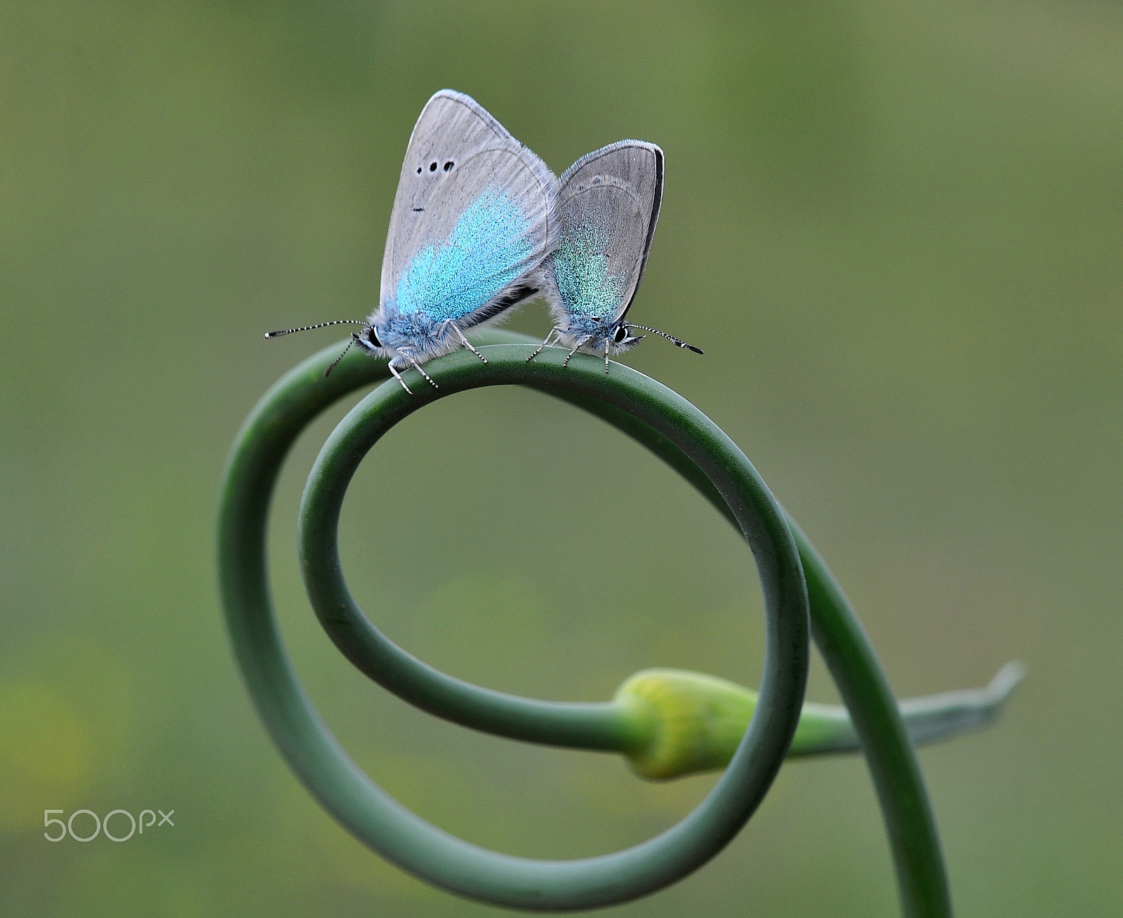 Nikon AF-S Micro-Nikkor 105mm F2.8G IF-ED VR sample photo. Glaucopsyche alexis photography