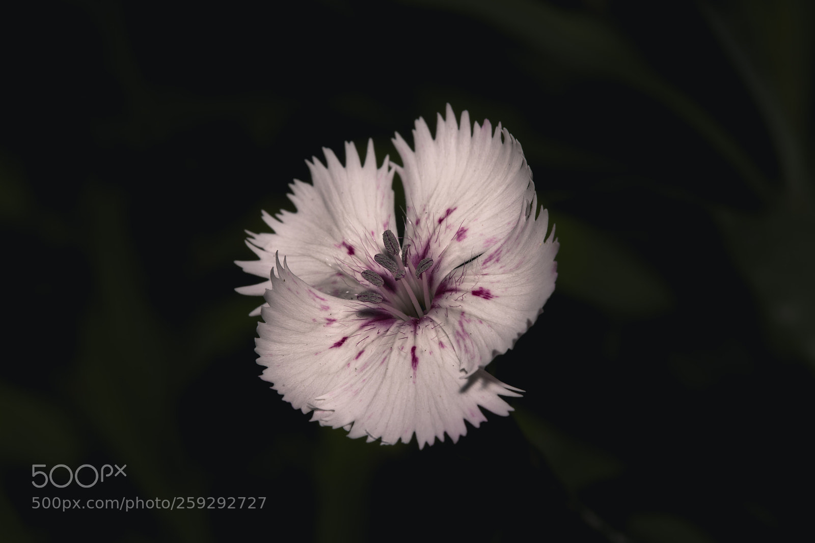 Sony a7R III sample photo. F l o r photography