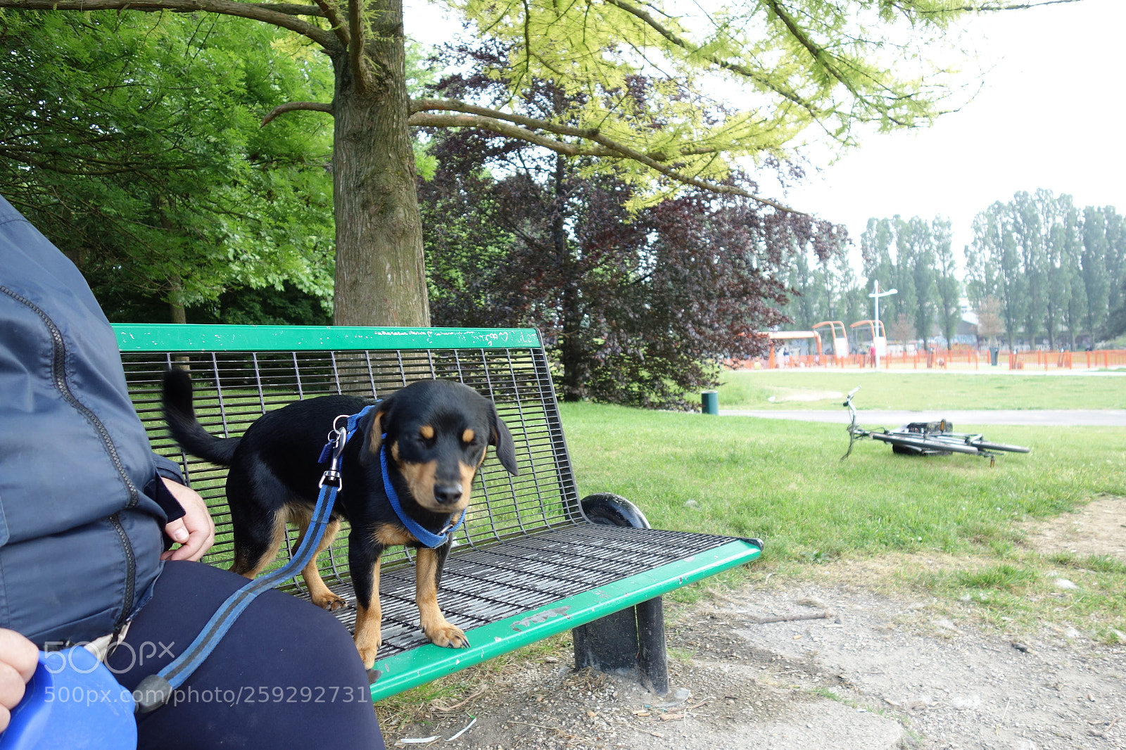 Sony Cyber-shot DSC-RX100 sample photo. Pincher (noé le ) photography