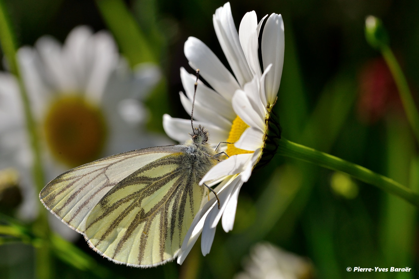 Tamron SP 90mm F2.8 Di VC USD 1:1 Macro (F004) sample photo. Green-veined white photography