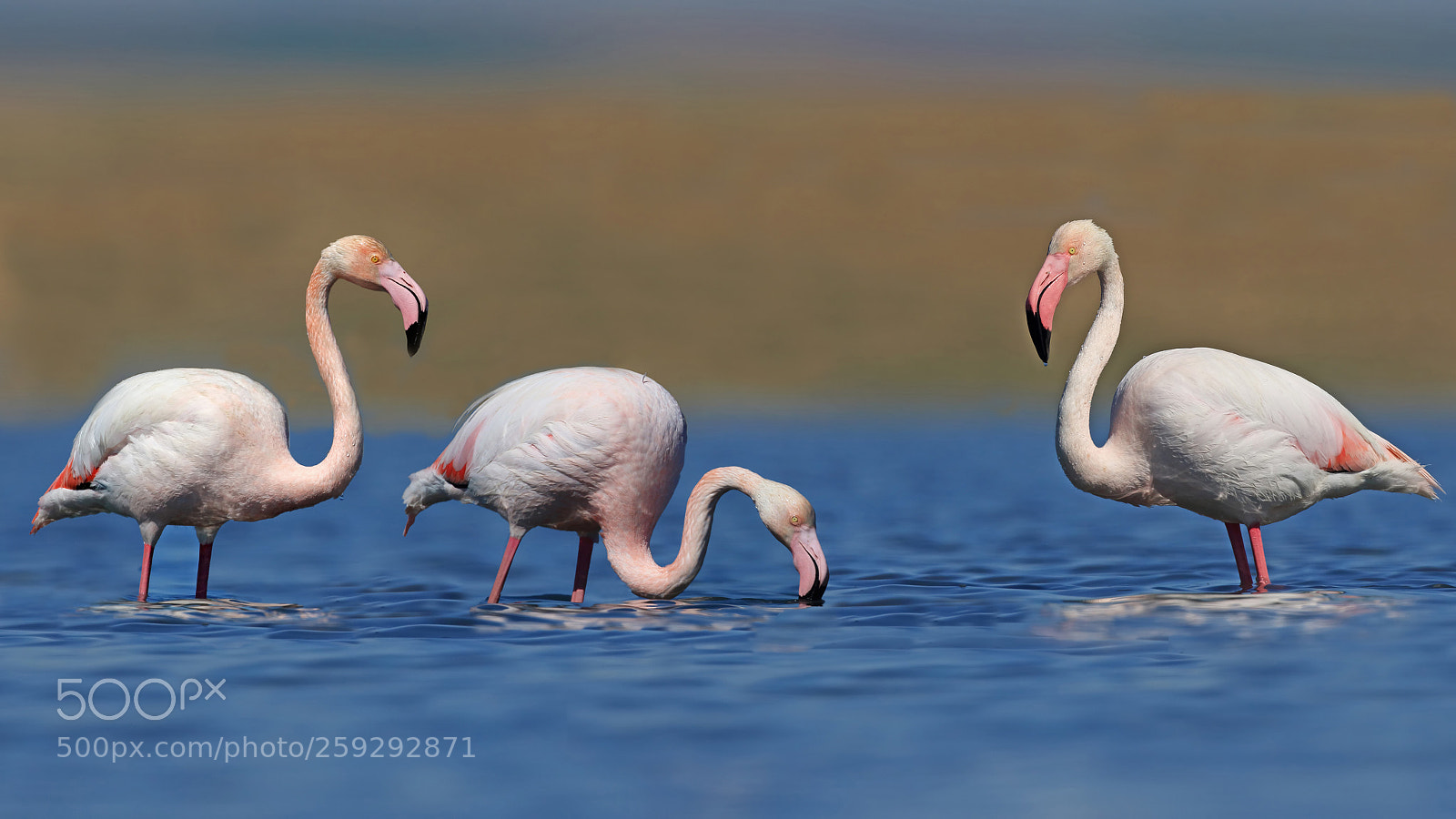 Canon EOS 7D Mark II sample photo. Greater flamingo. photography