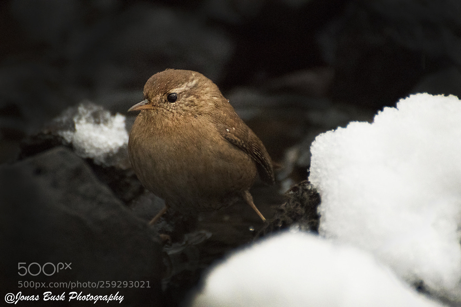 Nikon D500 sample photo. Bird in snow photography