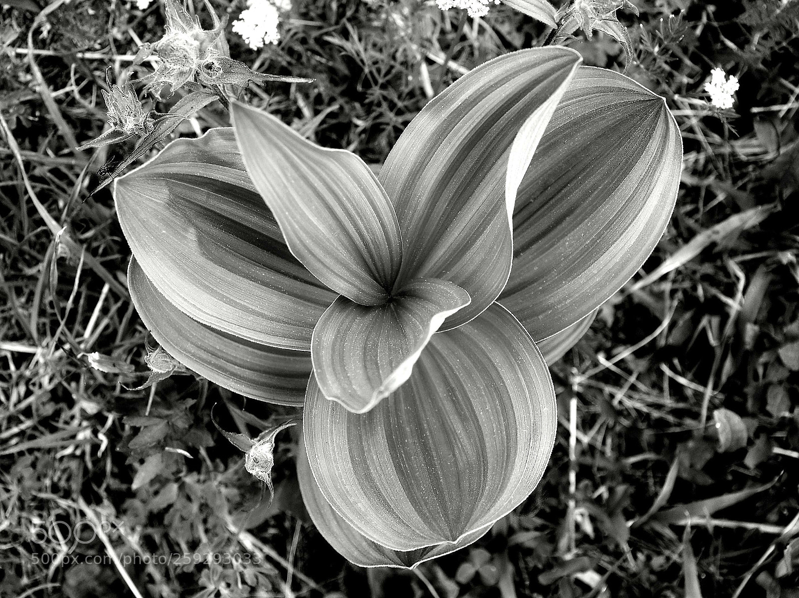 Nikon D90 sample photo. Tsv plant bw z photography