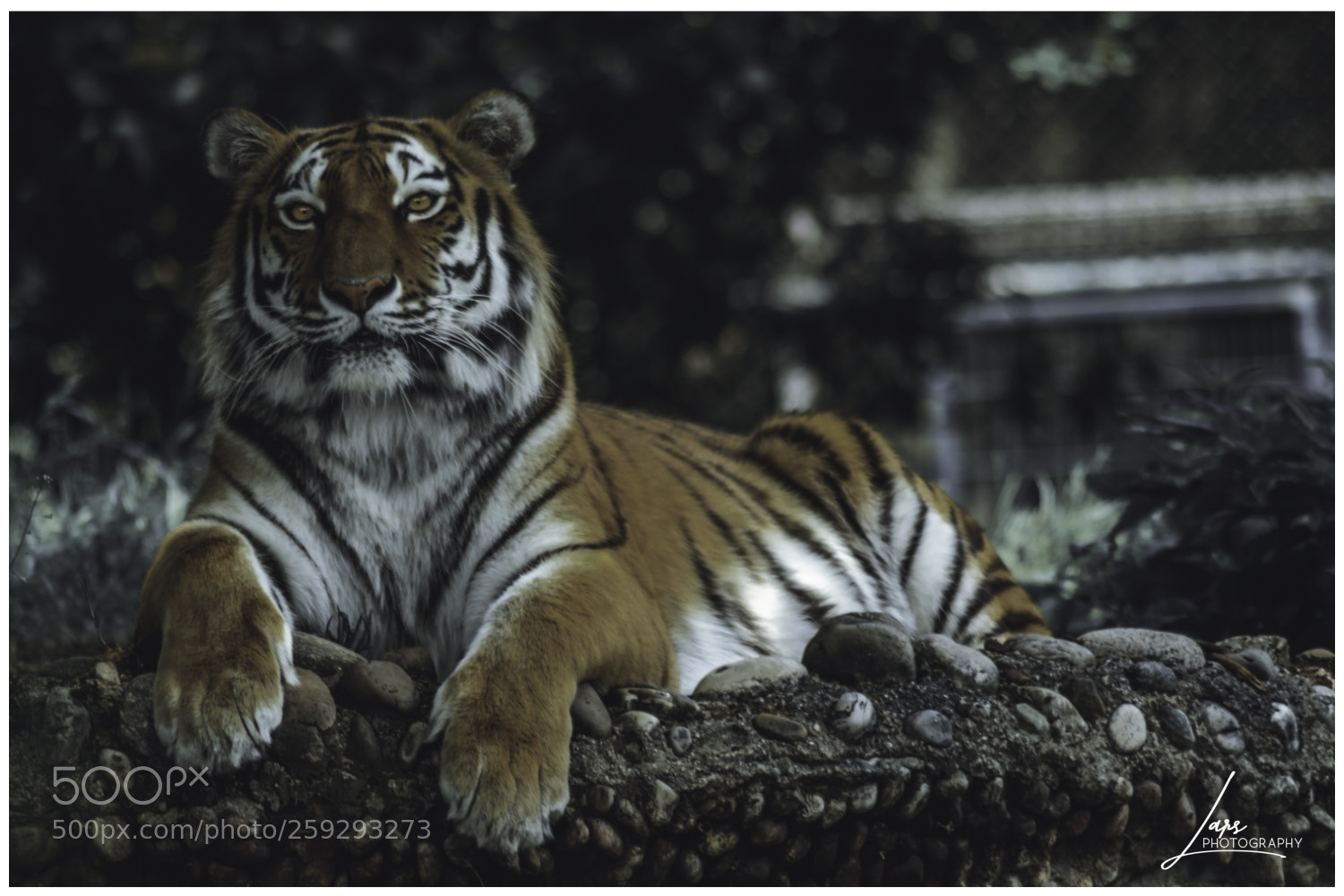 Nikon D5300 sample photo. Eye of the tiger photography