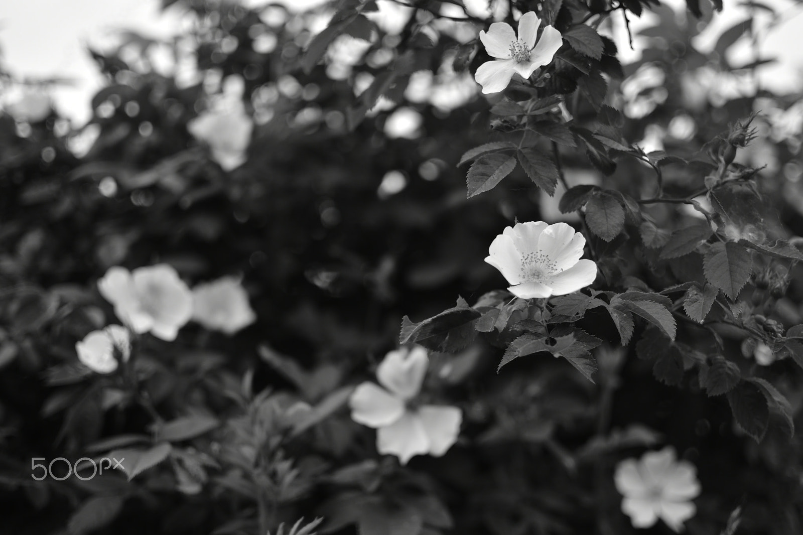 Nikon AF-S DX Nikkor 35mm F1.8G sample photo. White flowers photography