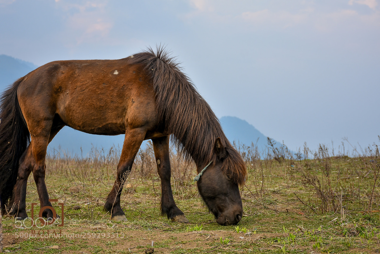 Nikon D7200 sample photo. Graze like craze photography