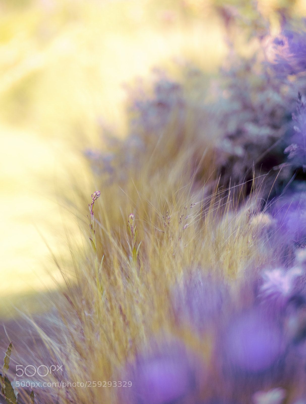 Olympus OM-D E-M10 II sample photo. Morning colors photography