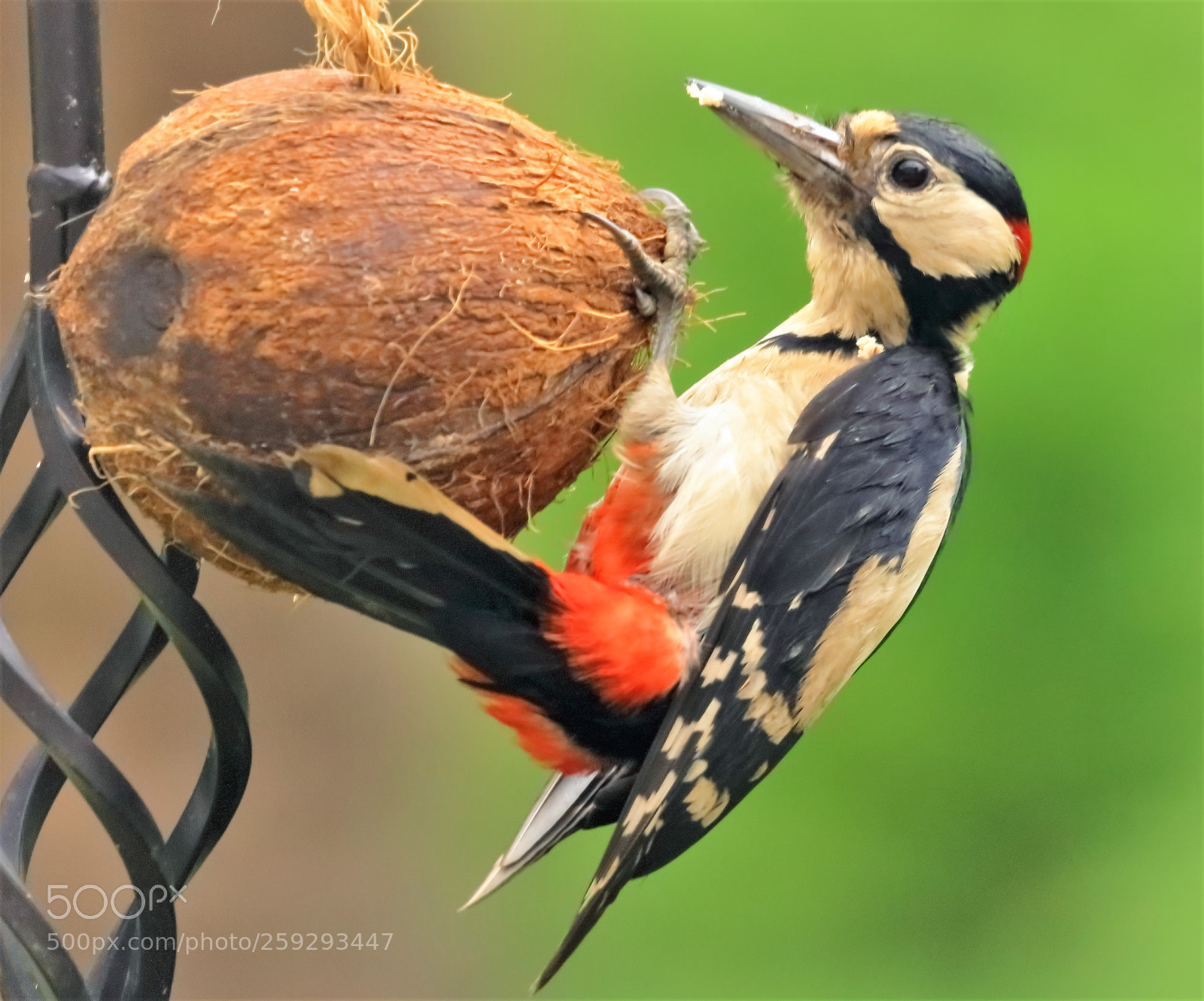 Canon EOS 5DS R sample photo. Great spotted woodpecker photography