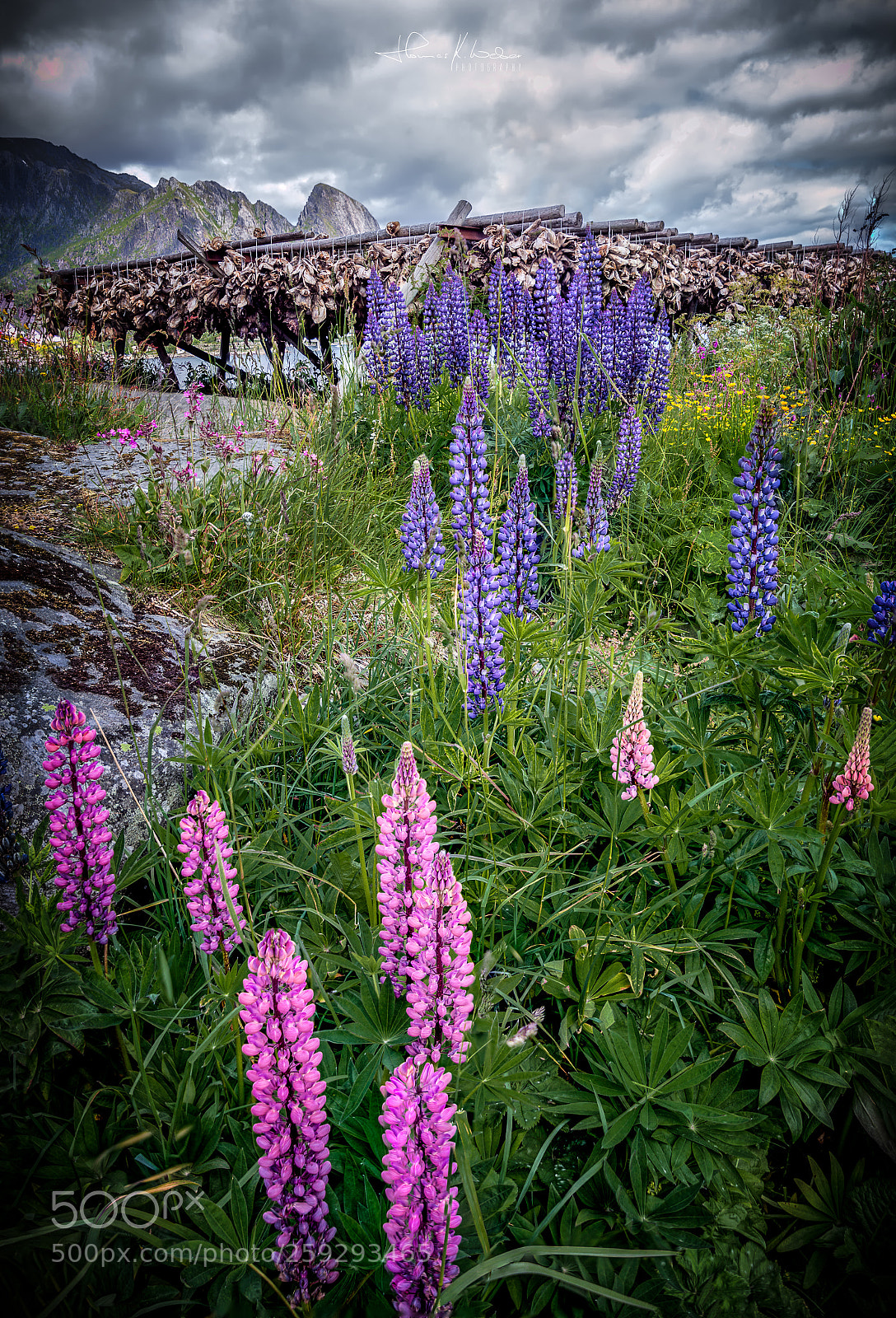 Canon EOS 5D Mark II sample photo. Flower power photography