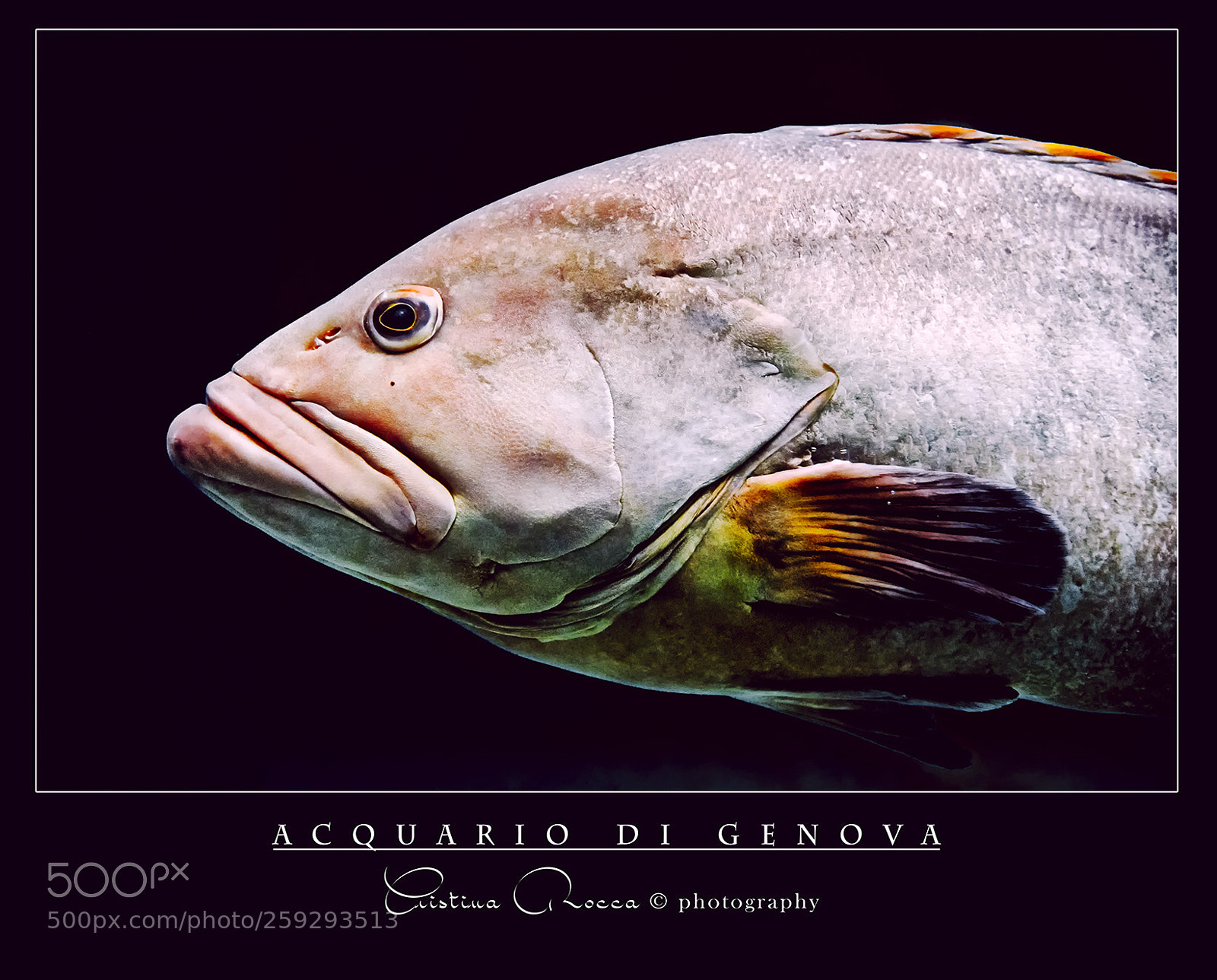 Nikon D750 sample photo. Aquarium photography