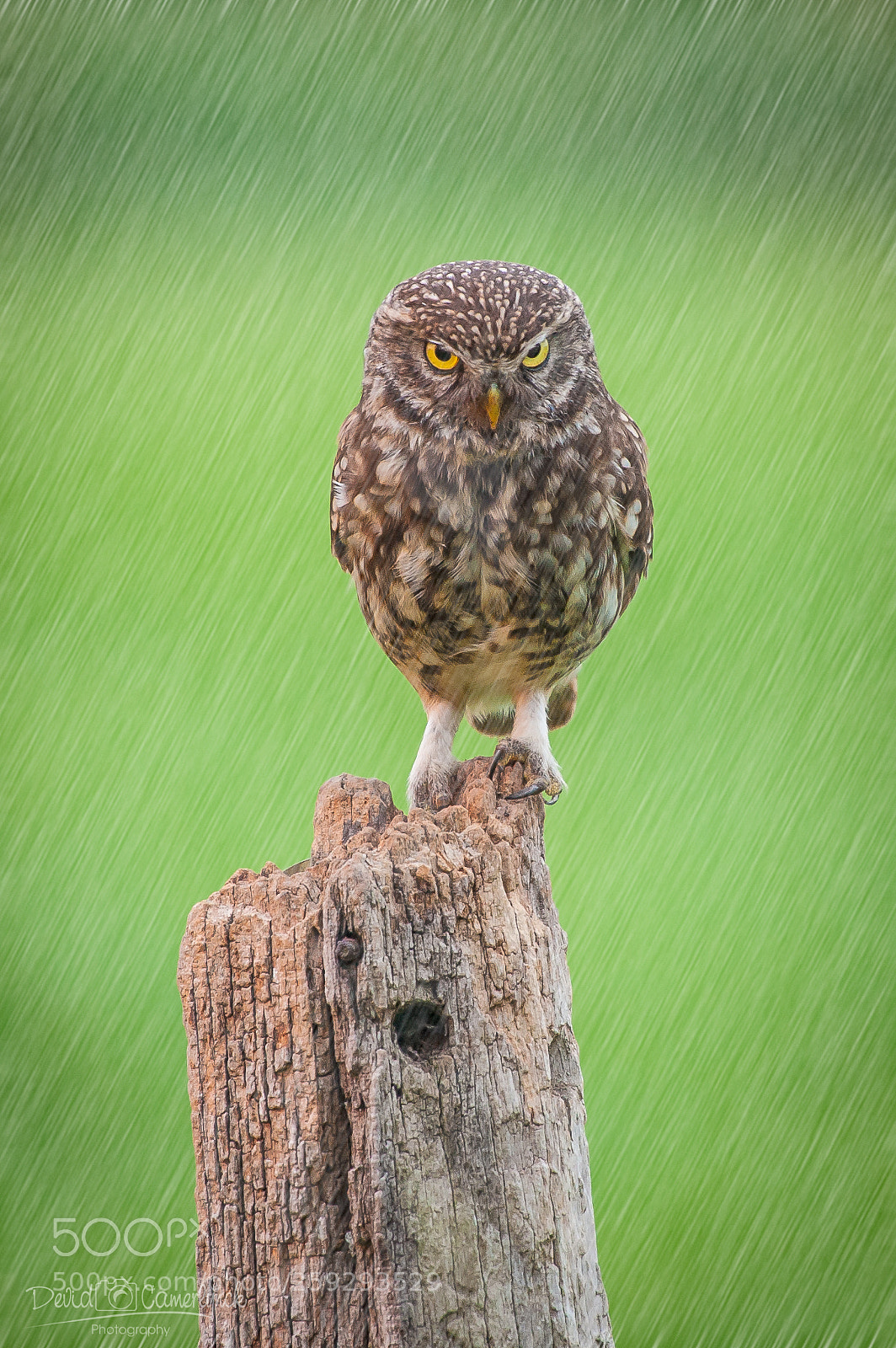 Nikon D700 sample photo. I hate rain !! photography