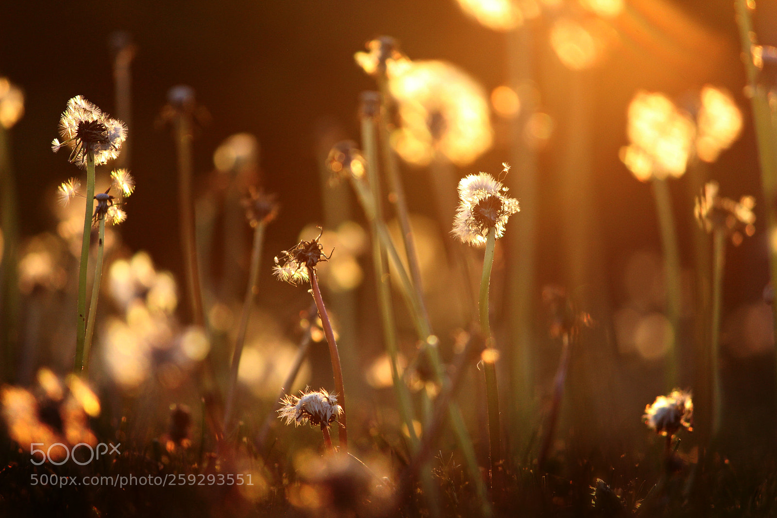 Canon EF-S 55-250mm F4-5.6 IS II sample photo. Dandelions photography