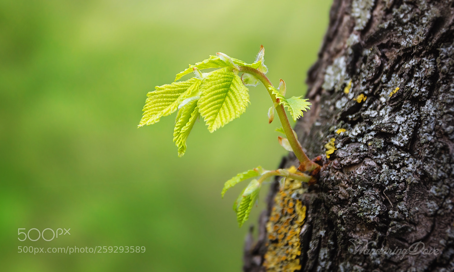 Nikon D3200 sample photo. New beginning photography