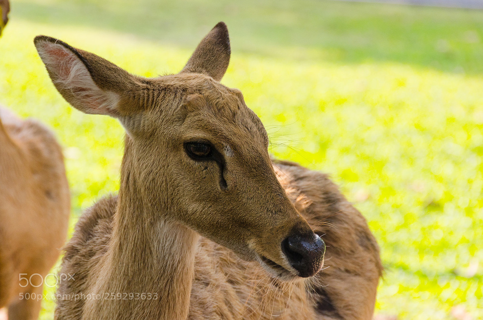 Nikon D7000 sample photo. Portrait photography