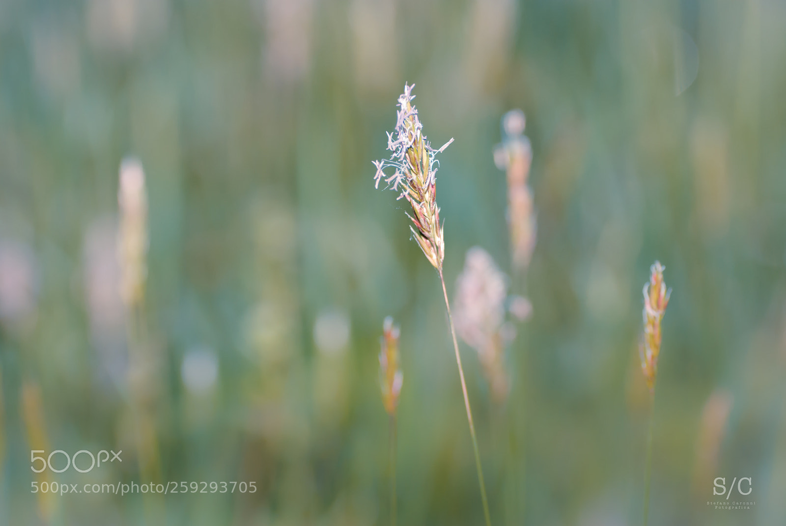Nikon D80 sample photo. Nature #1 photography