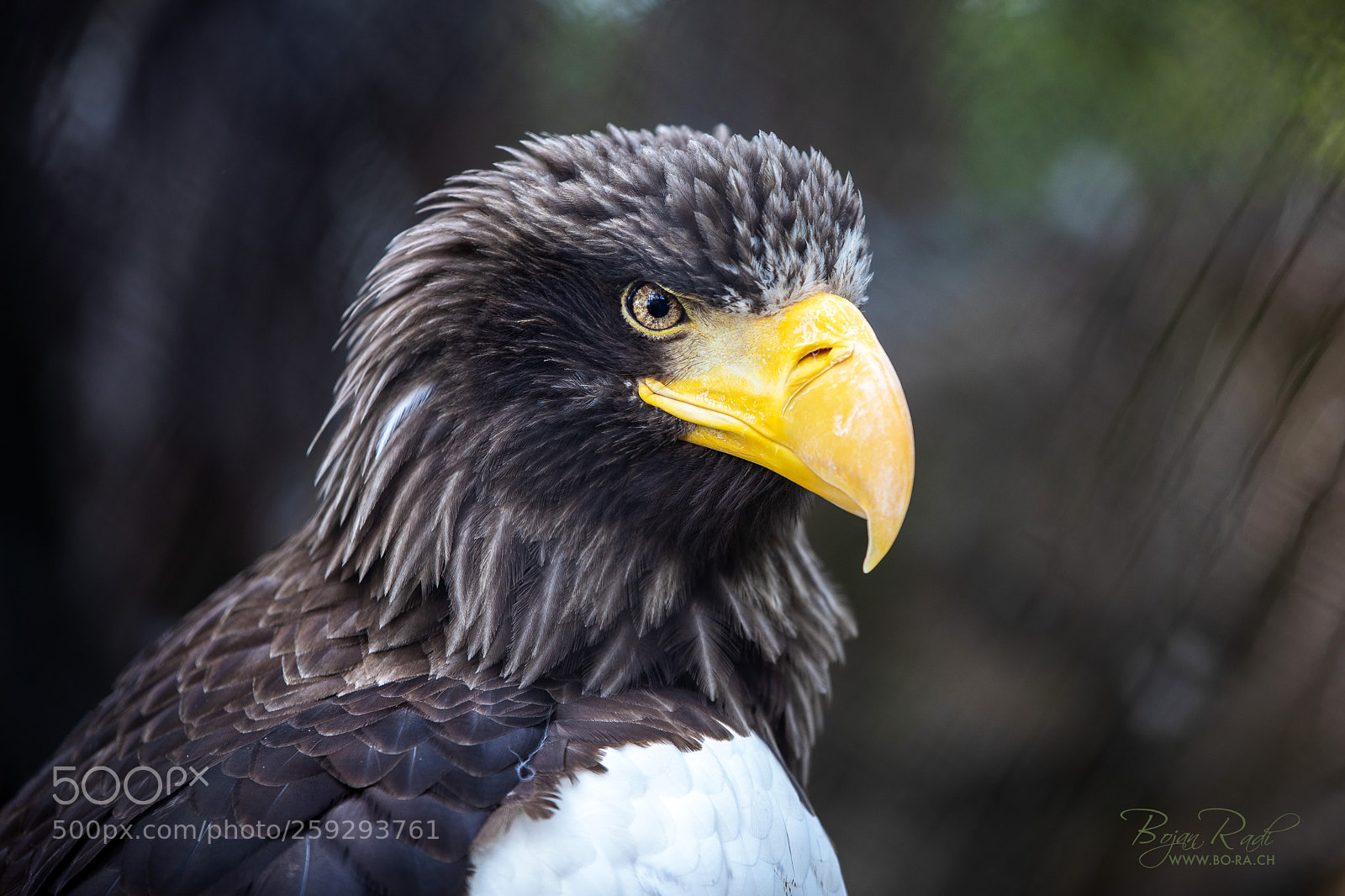 Canon EOS 5D Mark IV sample photo. Eagle photography