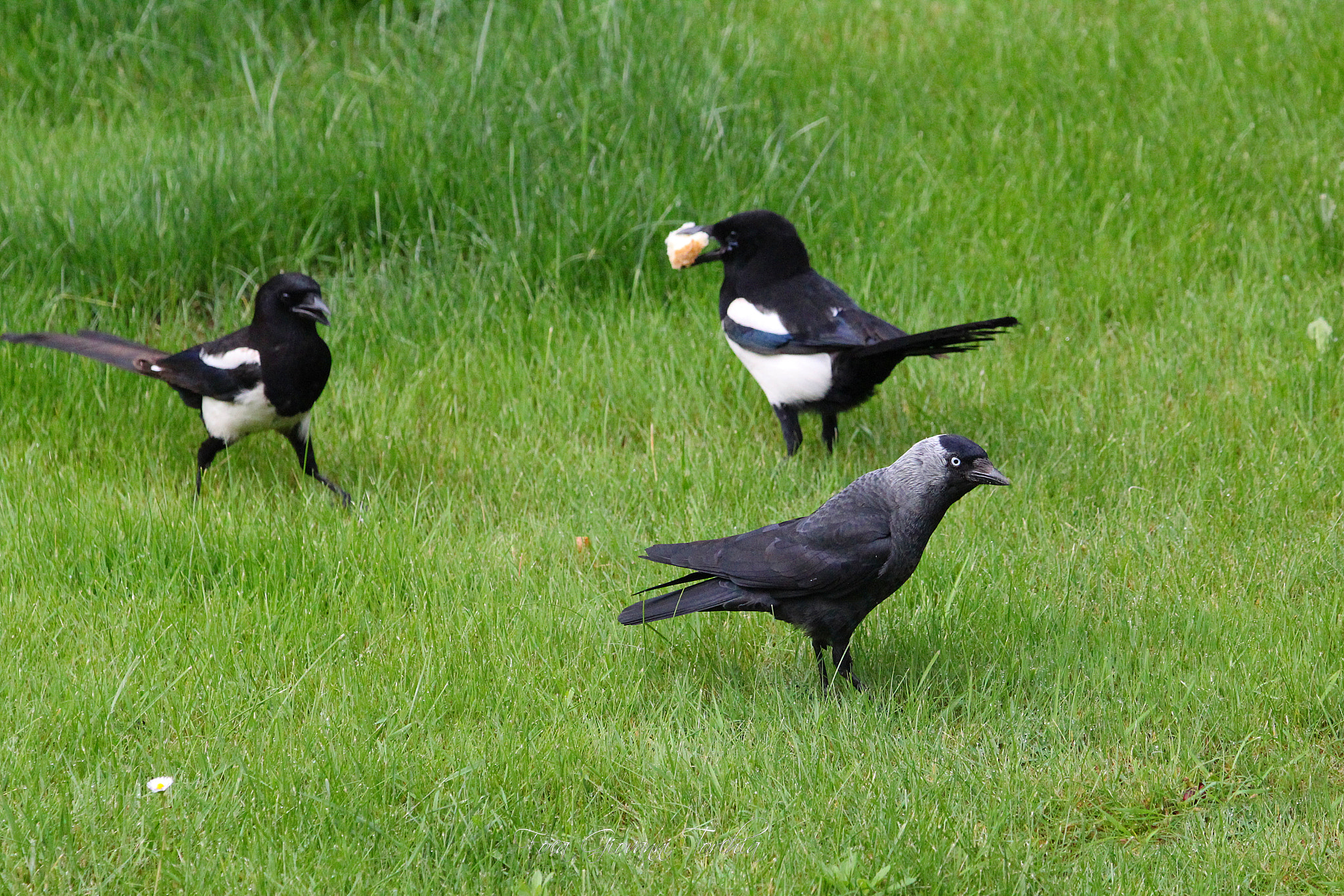 Sigma 150-600mm F5-6.3 DG OS HSM | C sample photo. Two against are worth! photography
