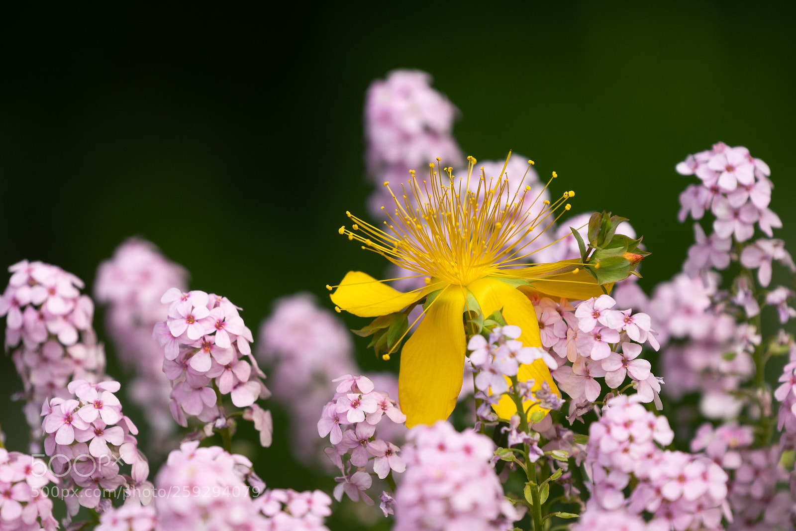 Sony a7R II sample photo. Invader photography