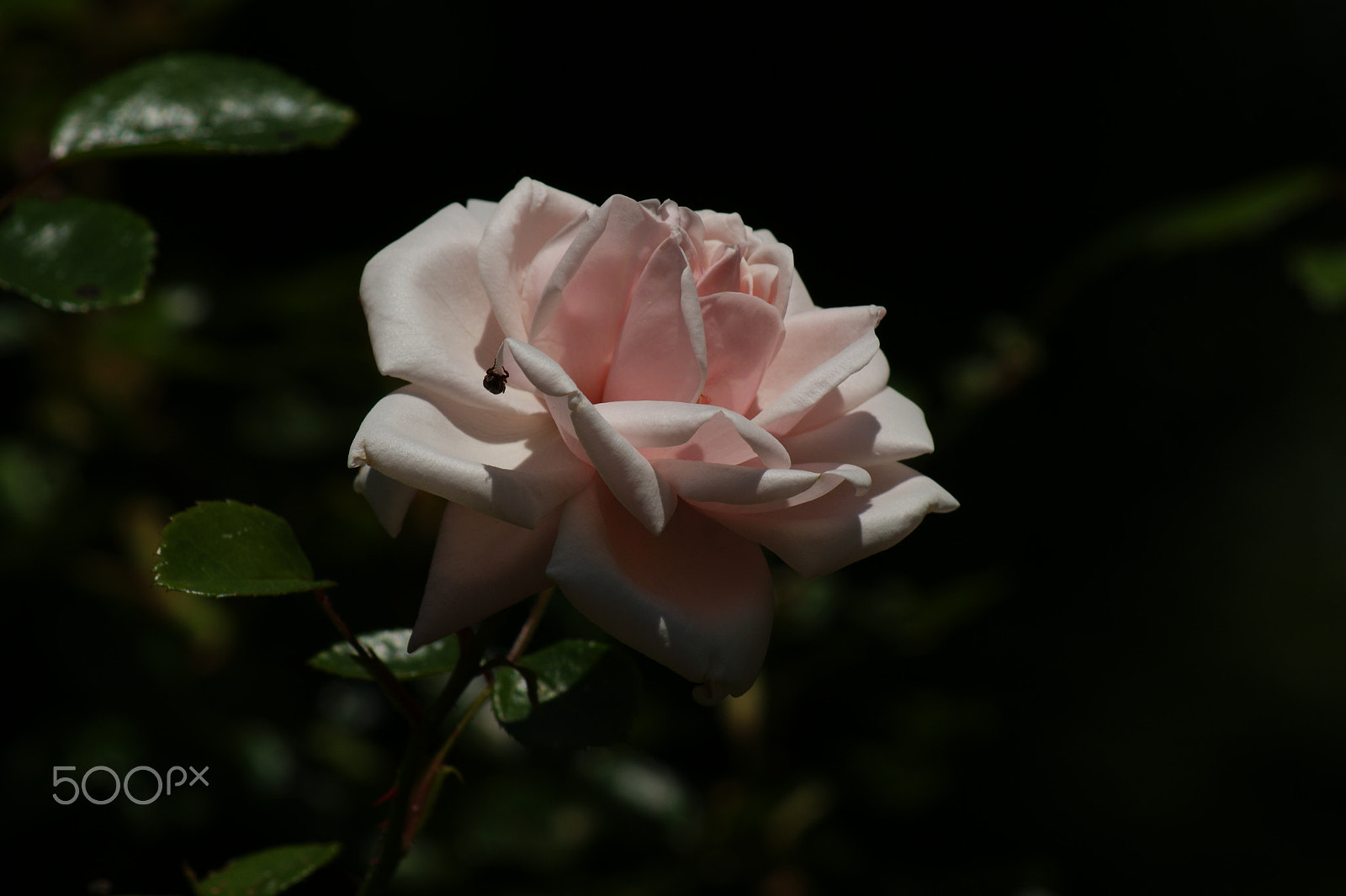 Sony Alpha DSLR-A290 + Sony 75-300mm F4.5-5.6 sample photo. Pink flower photography
