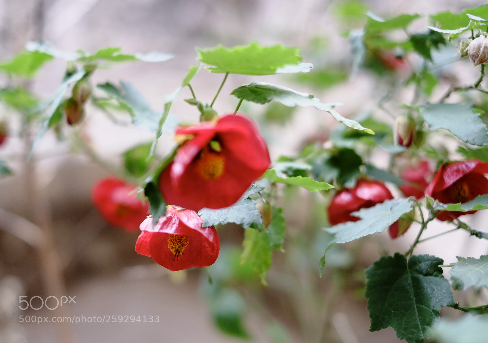 Fujifilm X-Pro1 sample photo. Wallflower photography