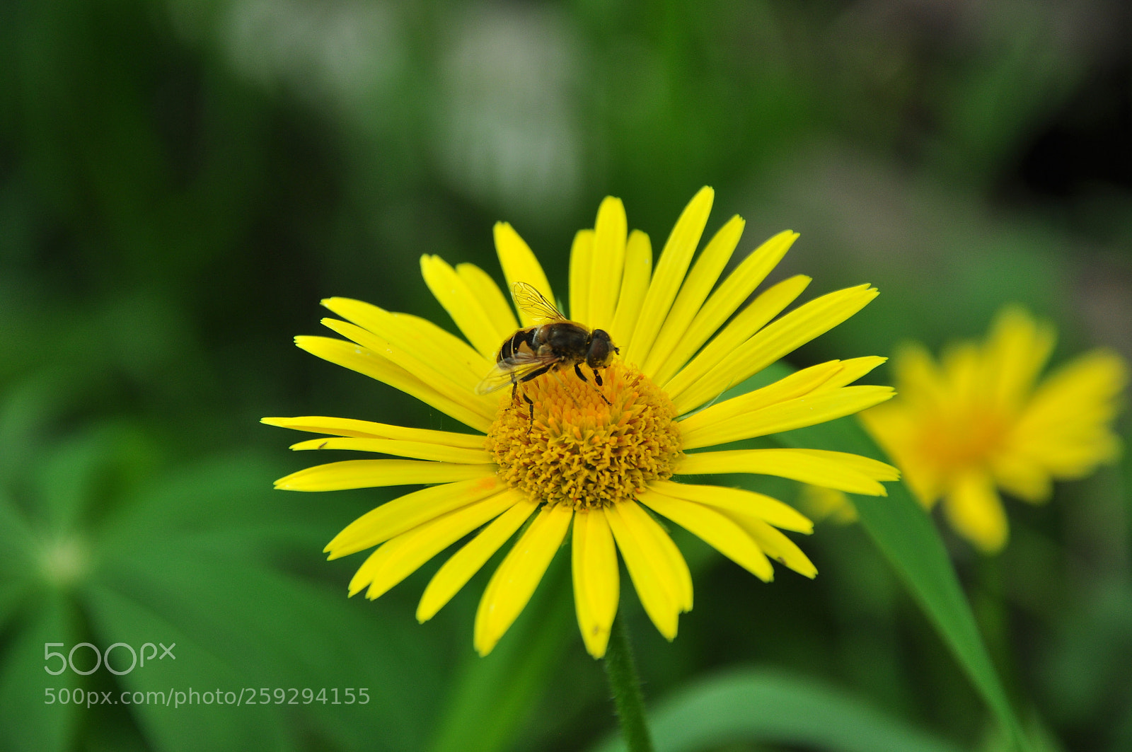 Nikon D90 sample photo. Ромашишки photography