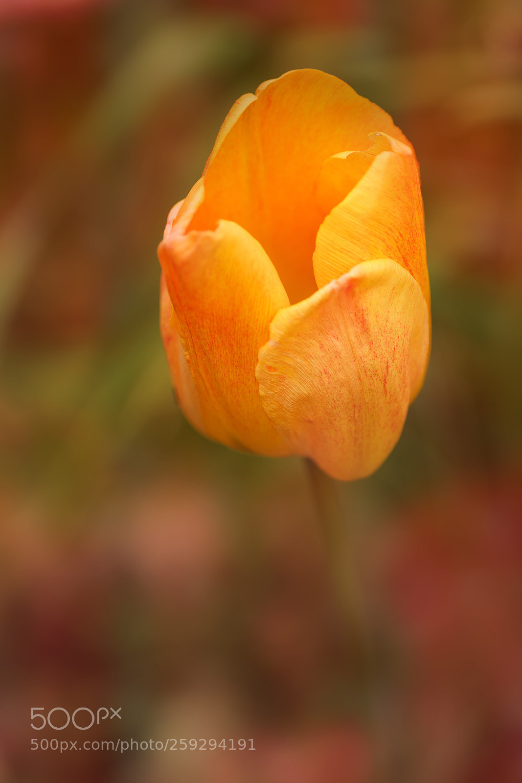 Sony a7R III sample photo. Untitled photography