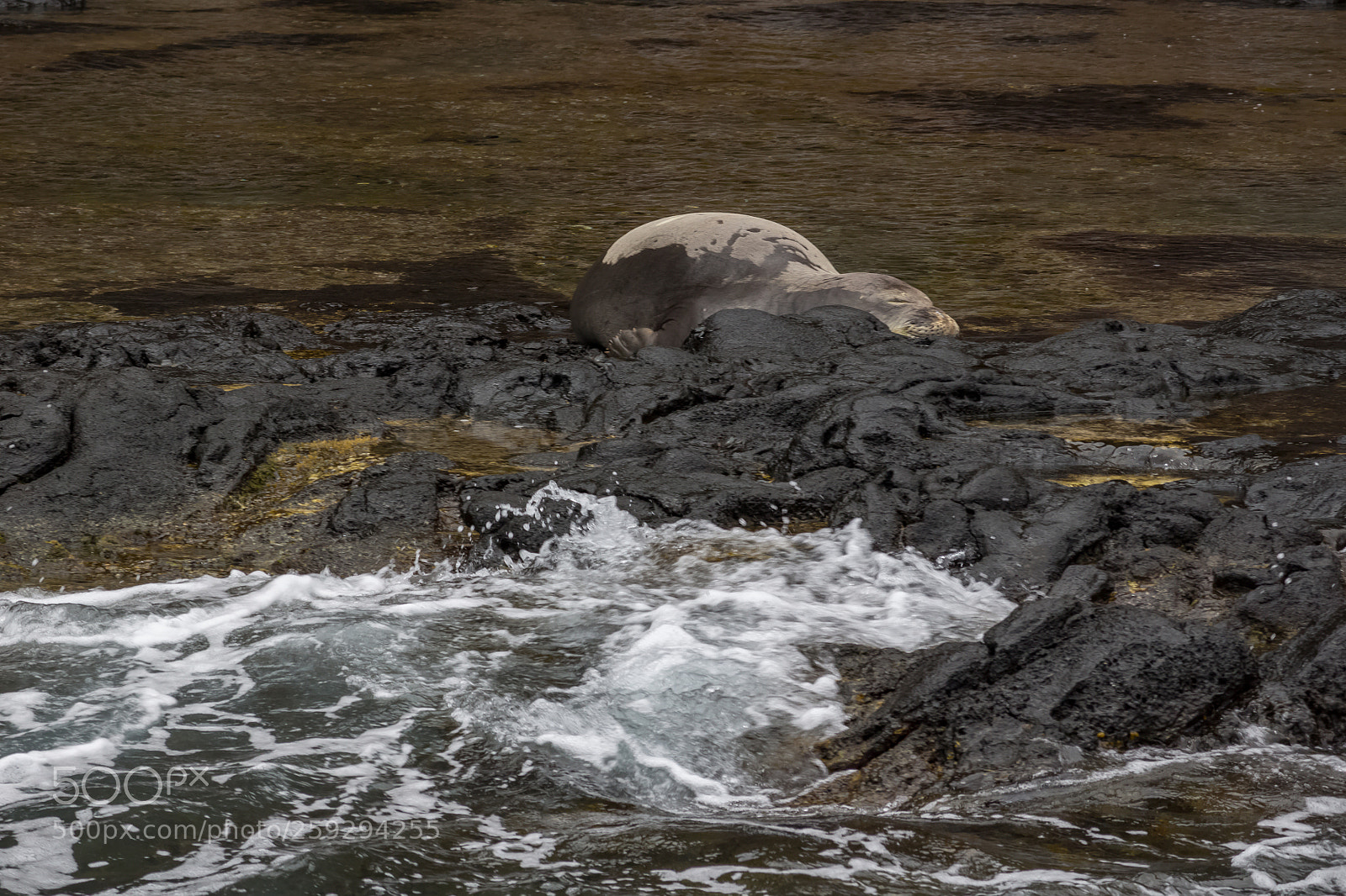 Canon EOS 100D (EOS Rebel SL1 / EOS Kiss X7) sample photo. Monk seal sleeping on photography
