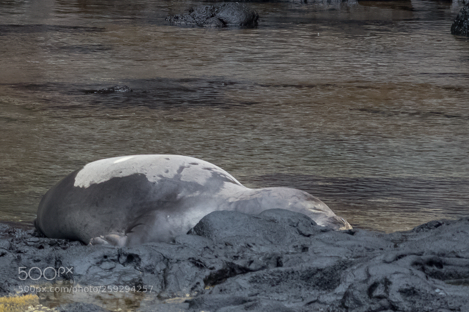 Canon EOS 100D (EOS Rebel SL1 / EOS Kiss X7) sample photo. Elusive hawaiian monk seal photography