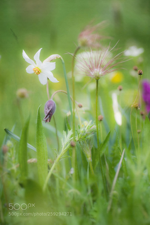 Nikon D700 sample photo. Extrait de printemps photography