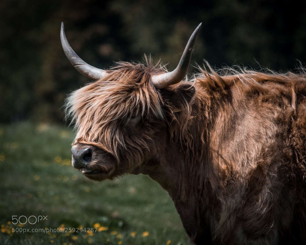 Nikon D5600 sample photo. Untitled photography