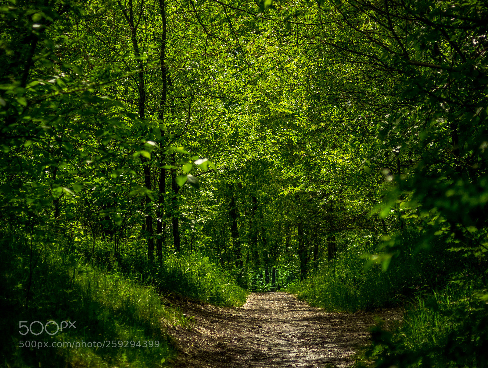Pentax K-3 II sample photo. Gabourney trail photography