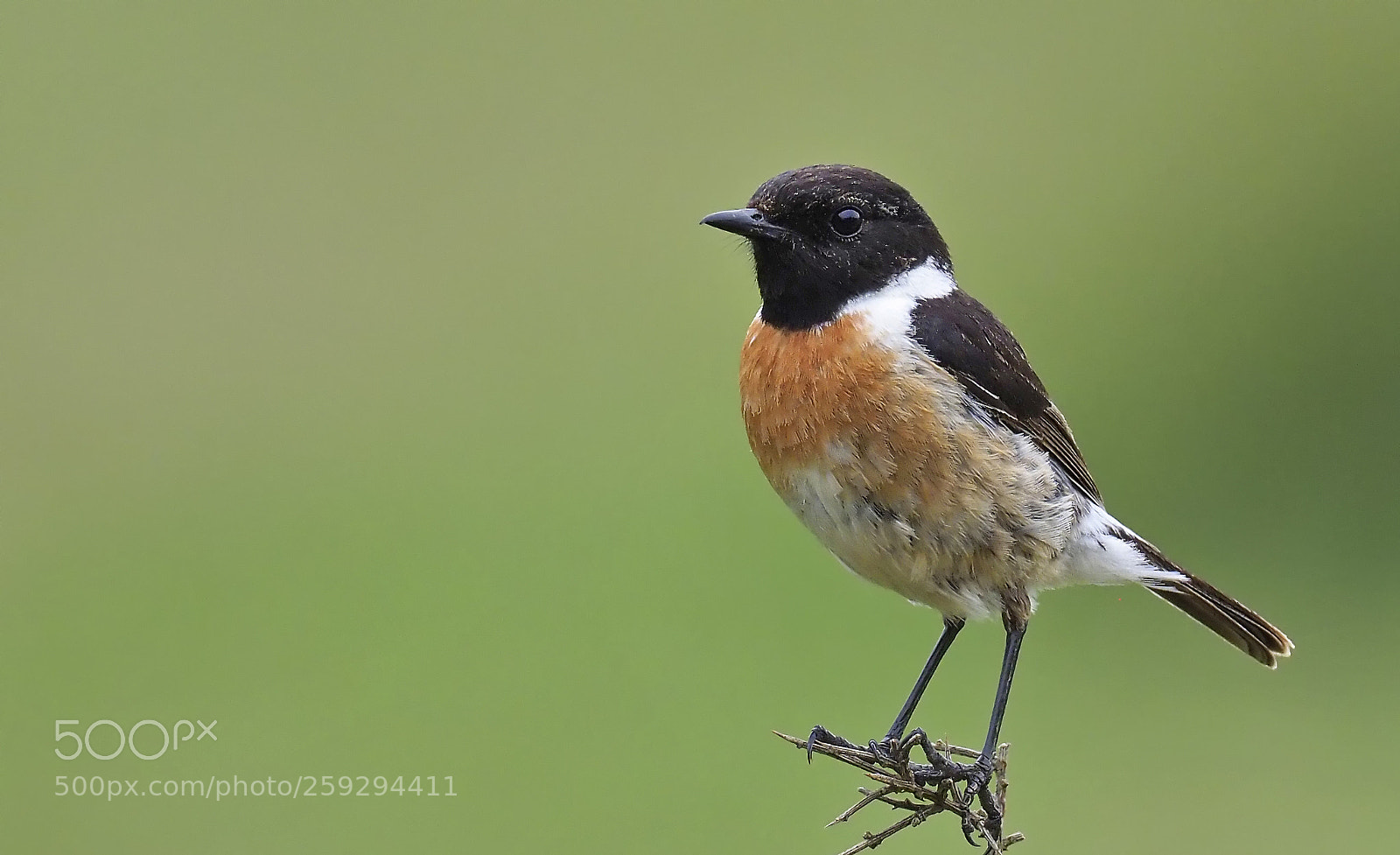 Olympus OM-D E-M1 Mark II sample photo. Common stonechat photography