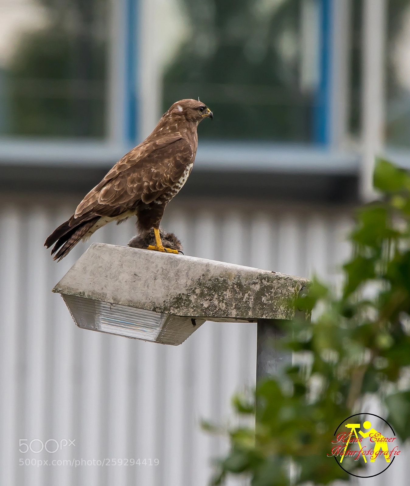 Canon EOS 5D Mark IV sample photo. Buzzard with prey photography