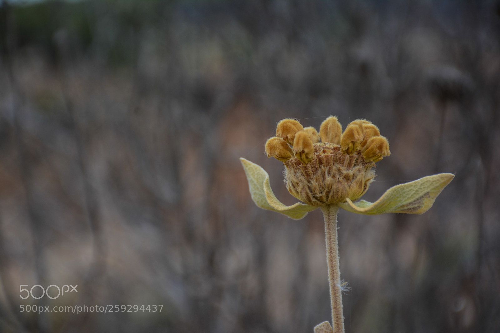 Nikon D7100 sample photo. Alone photography