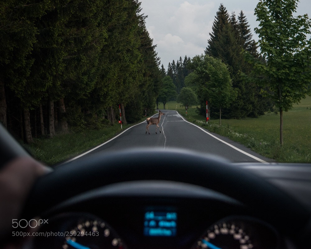 Nikon D5600 sample photo. Untitled photography
