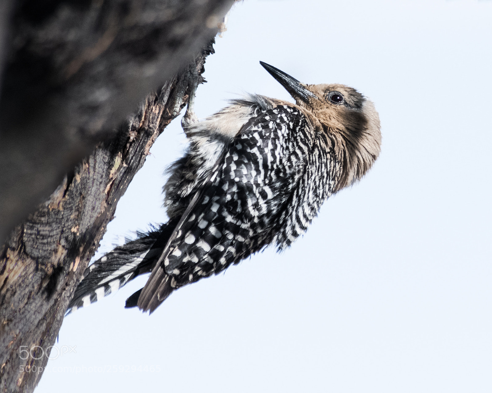 Nikon D850 sample photo. One leg photography