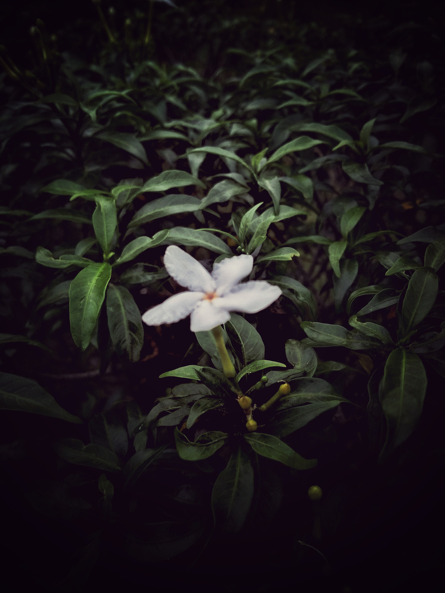 Motorola Moto G (5S) Plus sample photo