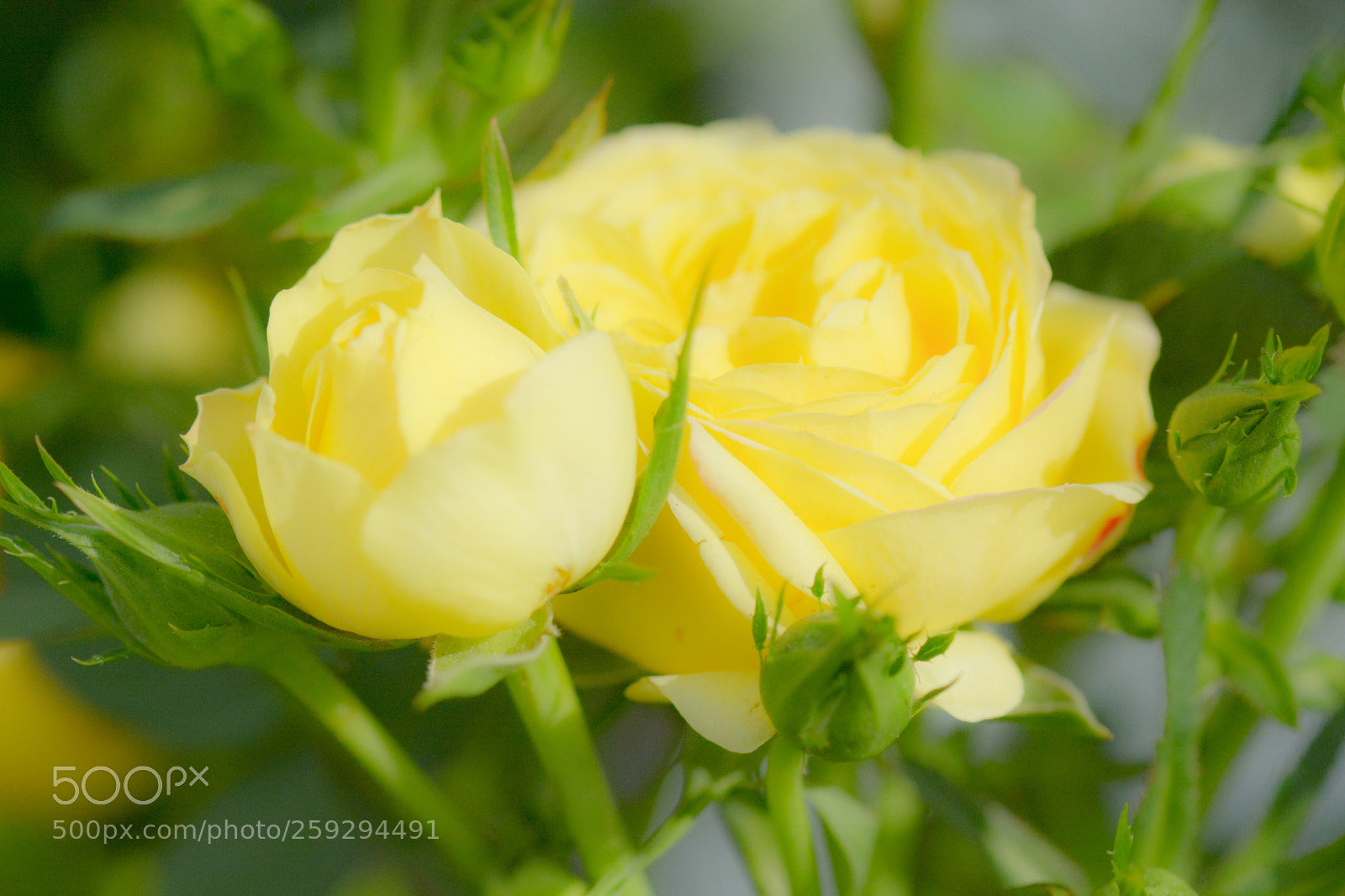 Nikon D7100 sample photo. Just some roses caught photography