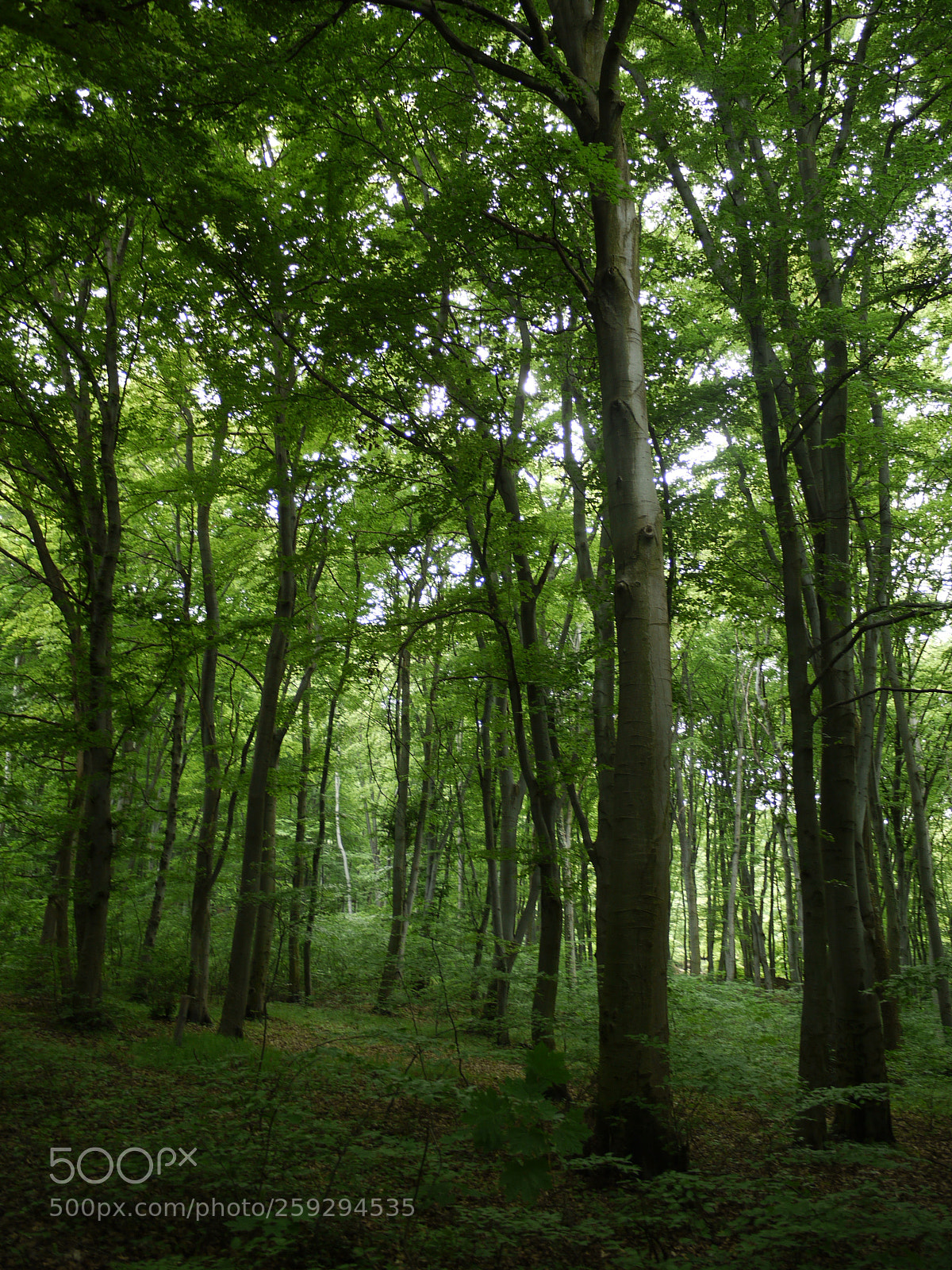 Panasonic Lumix DMC-G1 sample photo. Forest shadows photography