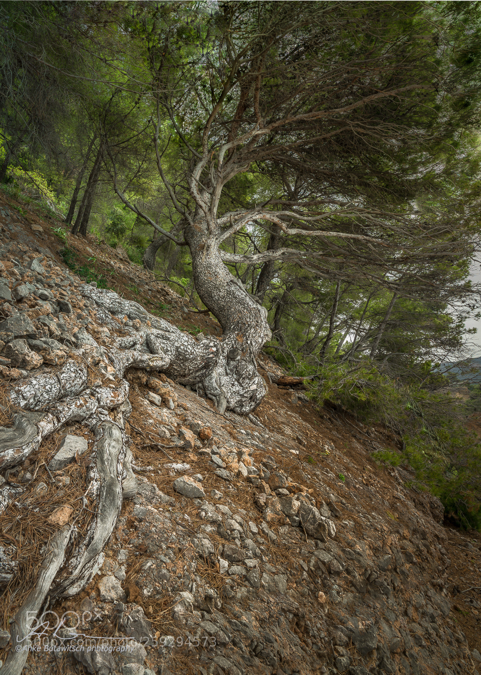Sony a7R II sample photo. Old tree photography