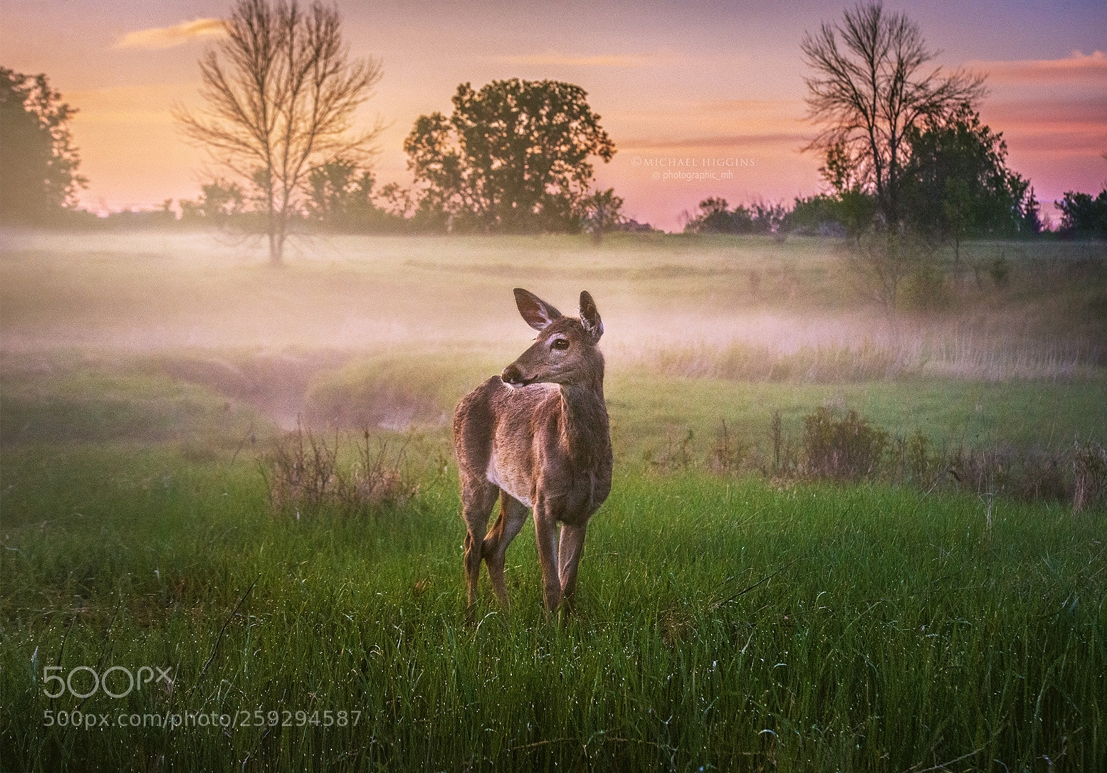 Nikon D610 sample photo. Twilight encounter photography