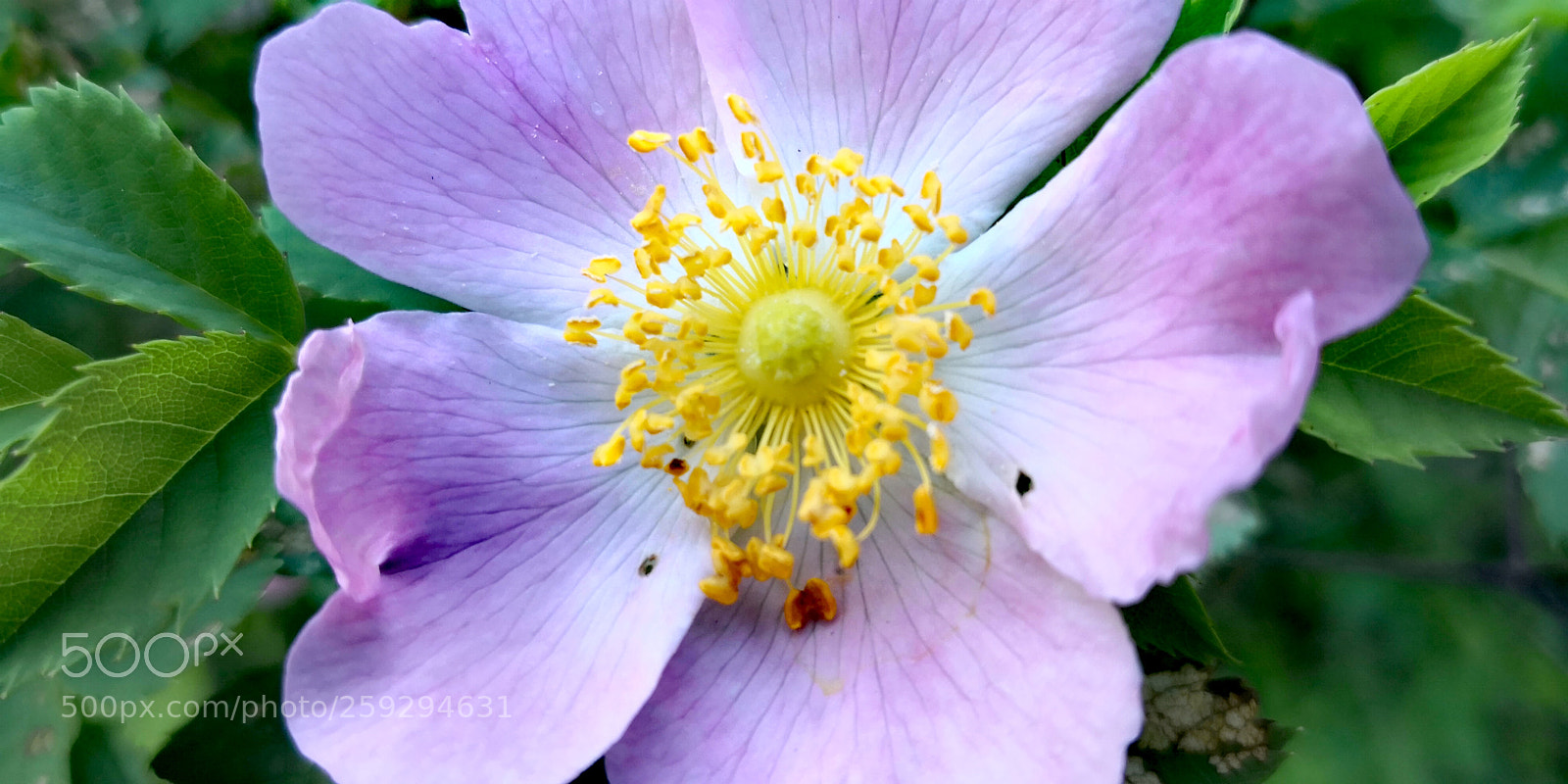 HUAWEI Mate 10 Pro sample photo. Untitled photography