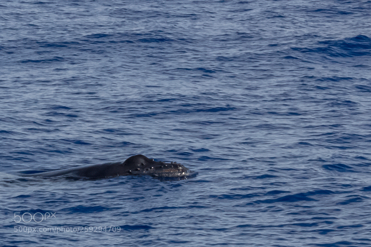 Canon EOS 100D (EOS Rebel SL1 / EOS Kiss X7) sample photo. Humpback calf photography