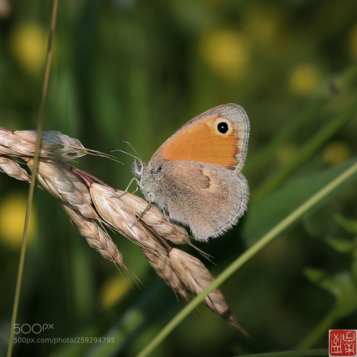 Canon EOS 6D sample photo. Coenonympha pamphilus photography