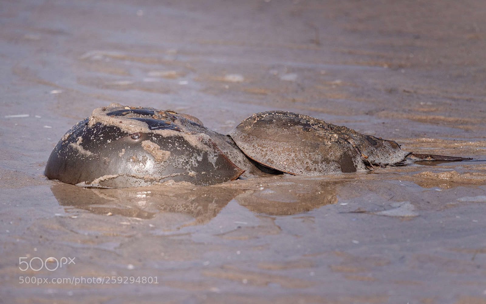 Nikon D810 sample photo. Horseshoe crab photography
