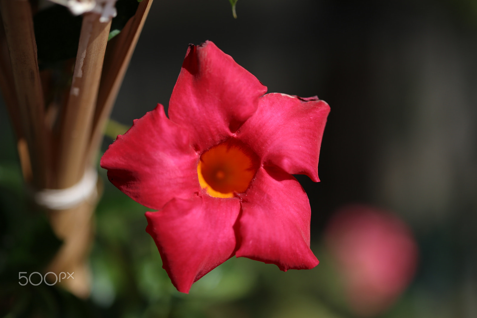 Canon EF 100mm F2.8 Macro USM sample photo. Color the day 9 photography