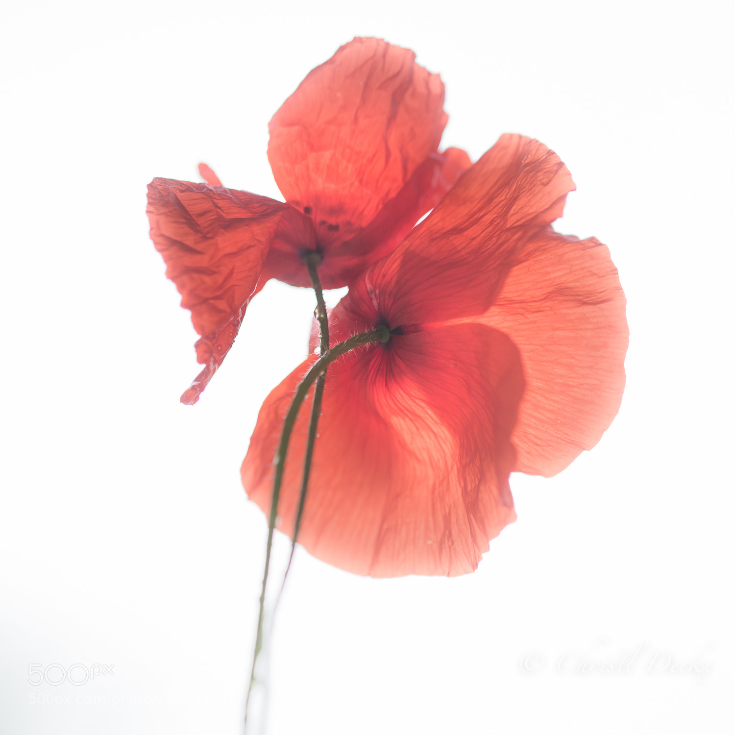 Nikon D750 sample photo. Poppy love photography