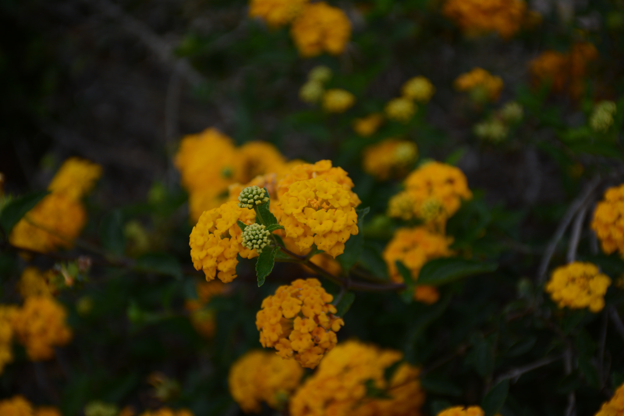 Nikon D7100 sample photo. Yellow photography